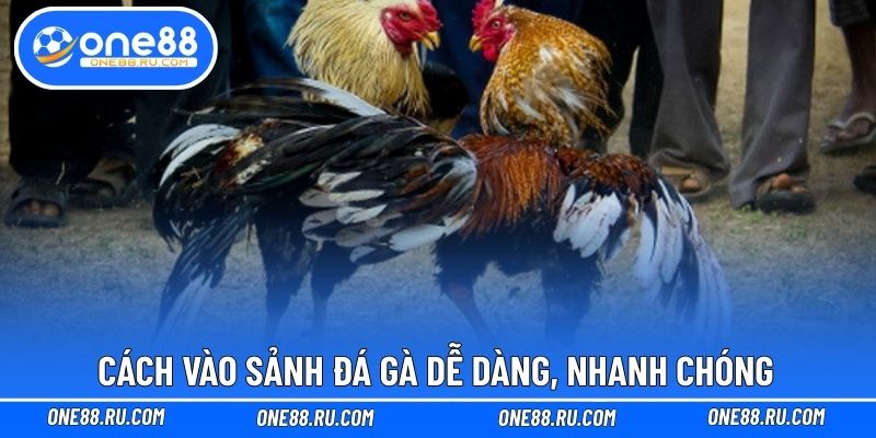 Cách vào sảnh đá gà dễ dàng, nhanh chóng