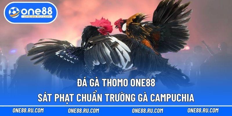 Đá gà Thomo ONE88