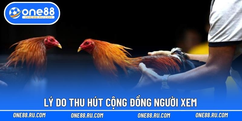 Lý do thu hút cộng đồng người xem