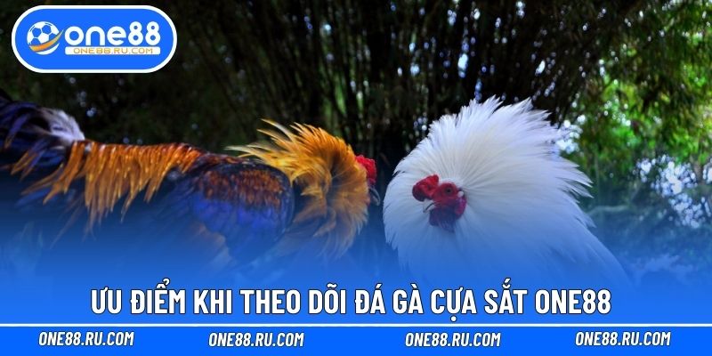 Ưu điểm khi theo dõi đá gà cựa sắt ONE88 